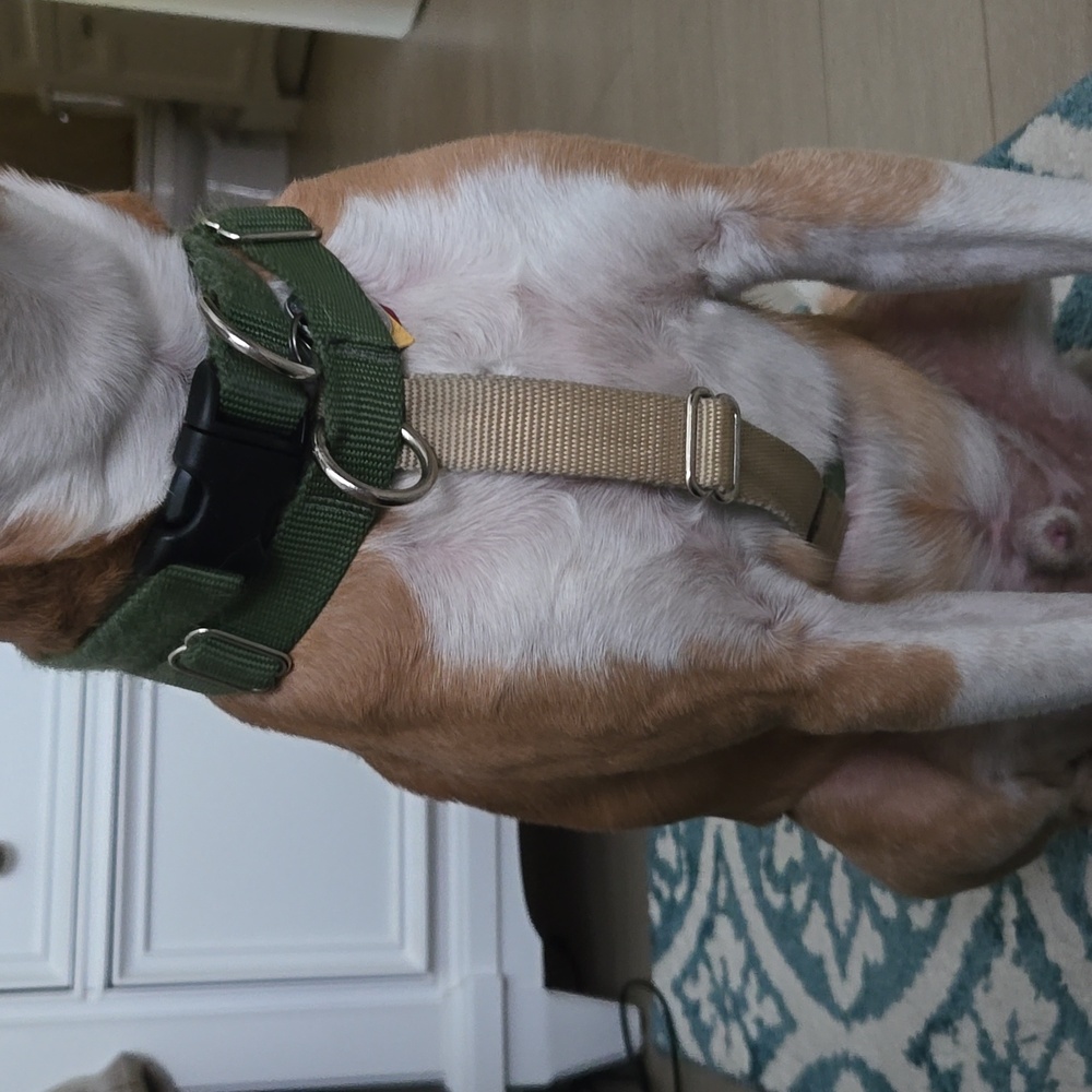 Dog Harness - Picture 9 of 9